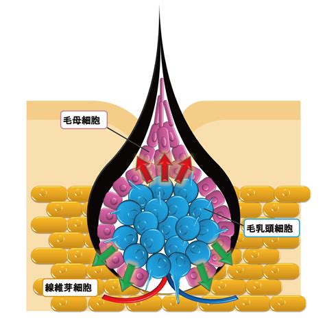 乳頭生毛|乳頭長毛是多毛症還是腫瘤？醫師告訴你如何從併發症判斷｜每日